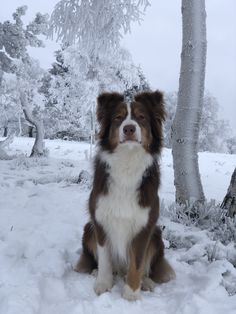 a brown and white dog sitting in the snow next to a tree on a snowy day