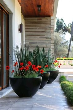 three large black planters with red flowers in them