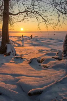 the sun is setting behind two trees on snow covered ground with people walking in the distance