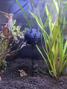 an aquarium filled with plants and water next to another type of plant in the background