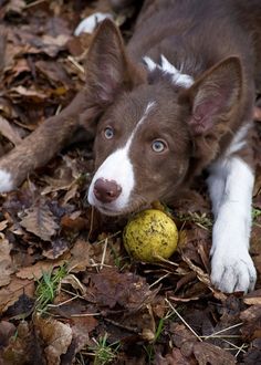 a brown and white dog laying on top of leaves next to a yellow frisbee