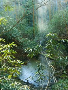 a stream running through a lush green forest