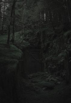 a dark forest with moss growing on the ground and trees around it's edge