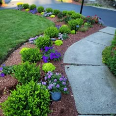 a garden with purple flowers and green plants in the front yard next to a driveway