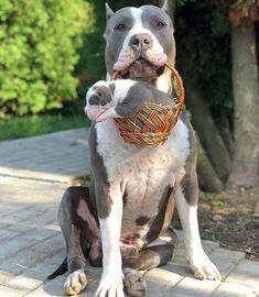 a dog sitting on the ground holding a basket in it's mouth with its front paws