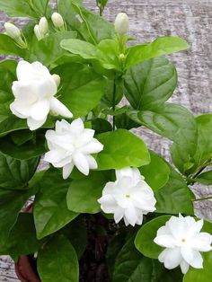 a potted plant with white flowers and green leaves