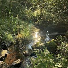 the sun shines brightly through the trees and bushes near a stream in the woods