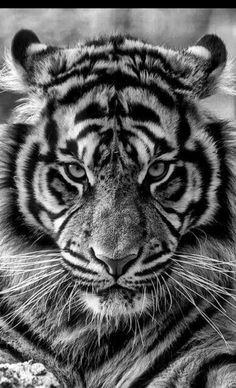 a black and white photo of a tiger