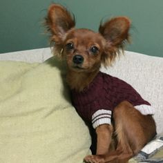 a small brown dog wearing a sweater sitting on top of a white couch next to pillows