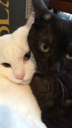 two black and white cats laying next to each other