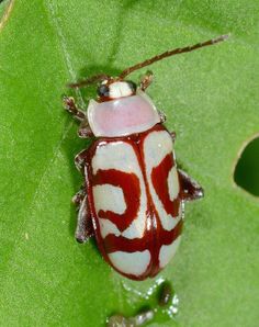 a red and white bug sitting on top of a green leaf