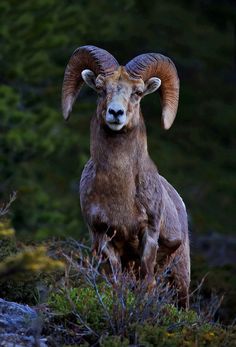 a ram standing on top of a grass covered hillside next to trees and bushes in front of him