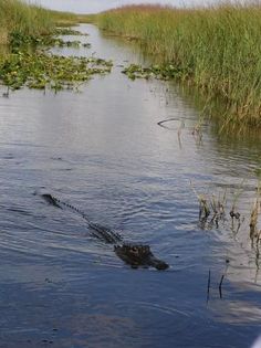 an alligator is swimming in the water near tall grass