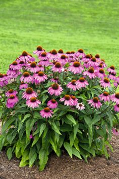 purple flowers growing in the middle of a garden