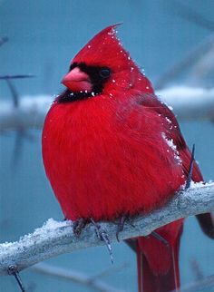 a red bird sitting on top of a branch covered in snow