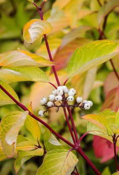 prairie-fire-dogwood-1 Prairie Fire, Plant Wishlist, Blue Berries, Garden Shrubs