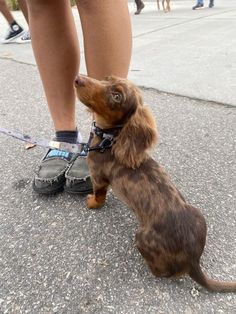 a small brown and black dog standing on top of a sidewalk next to a person