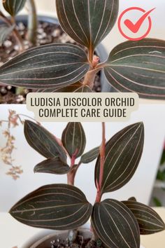 a close up of a plant with the words ludicia color orchid complete care guide