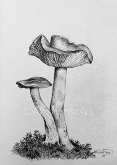 a pencil drawing of two mushrooms on the ground