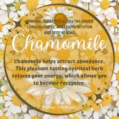 a quote on chamomile surrounded by daisies