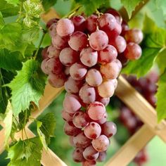 bunches of red grapes hang from the vine