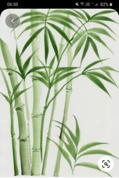 an image of some green bamboo trees on a white background