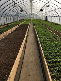 several rows of plants growing inside of a large green house in the middle of nowhere