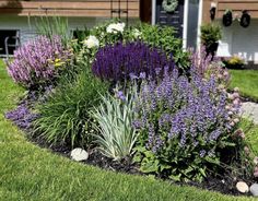 purple and white flowers are growing in the front yard, along with other plants on the lawn