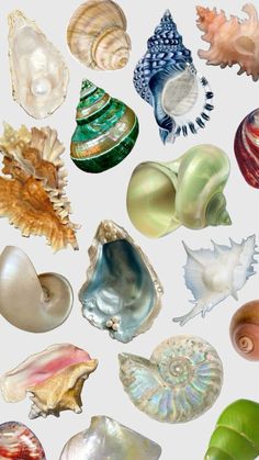 many different types of seashells on a white background