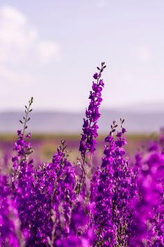 purple flowers in the middle of a field