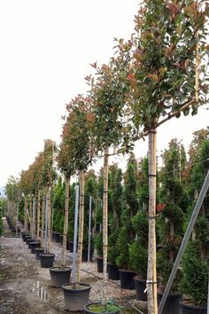 rows of trees are lined up in the dirt