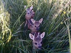 three baby deer are standing in the tall grass