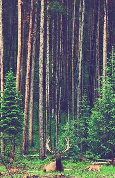 an elk laying down in the middle of a forest