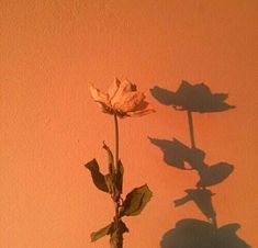 the shadow of a single flower is cast on an orange wall with shadows from it