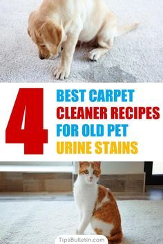 the four best carpet cleaner recipes for old pet urine stains