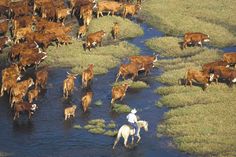 a herd of cattle walking across a river next to a man on a white horse