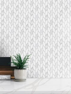 a potted plant sitting on top of a white counter next to a wall paper