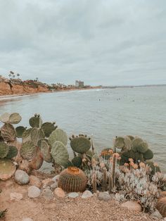 cactus plants growing on the shore of a body of water