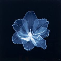 a blue flower is shown against a black background