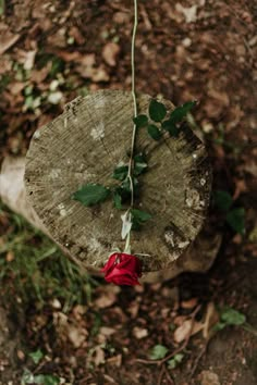 a single red rose sitting on top of a piece of wood in the grass and dirt