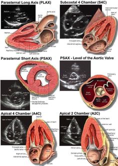 different views of the human body and their functions in each part of the body, including the