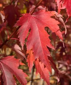 red leaves on a tree in the fall