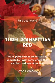 a red poinsettia plant with the words, find out how to turn poinsettias red