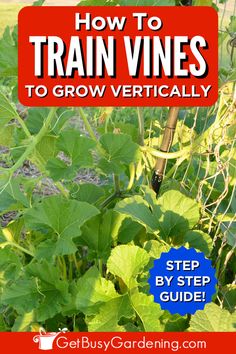 a plant with large green leaves growing up a trellis in a garden Grow Vertically, Vining Plants, Types Of Climbing, Training Vines, Wire Trellis, Vine And Branches, Growing Vines