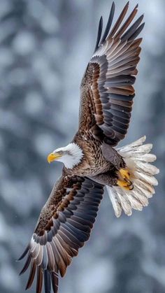 an eagle flying through the air with its wings spread