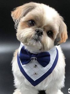 a small dog wearing a blue bow tie