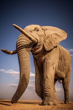 an elephant standing on top of a dirt field next to a blue sky with clouds