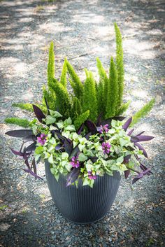 a potted plant sitting on top of a gravel road