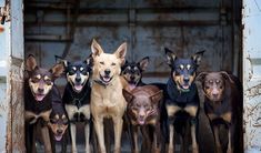 a group of dogs that are standing in the back of an old truck with their mouths open