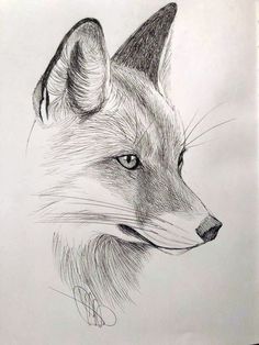 a pencil drawing of a fox's head